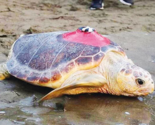 Caretta caretta Tuba, 15 bin kilometre katetti