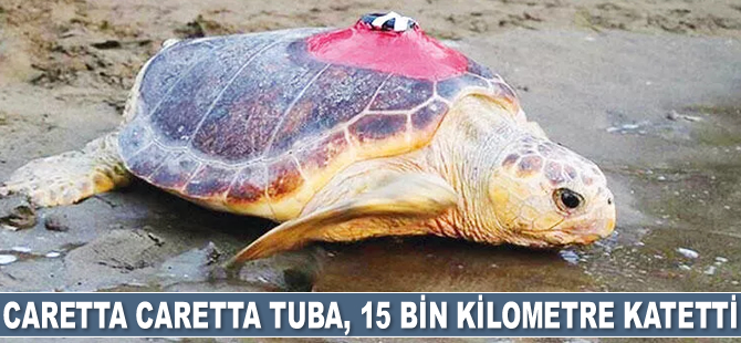 Caretta caretta Tuba, 15 bin kilometre katetti