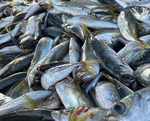 Balıkçı tezgahlarında istavrit bolluğu yaşanıyor