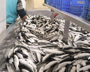 Yengeç kabuğu ve balık pulundan jelatin üretilecek