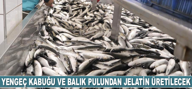 Yengeç kabuğu ve balık pulundan jelatin üretilecek