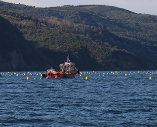 Marmara'da kurulan midye çiftlikleri hem suyu filtre edecek hem para kazandıracak