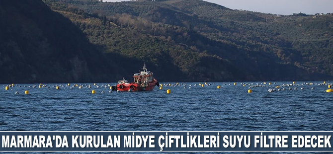 Marmara'da kurulan midye çiftlikleri hem suyu filtre edecek hem para kazandıracak