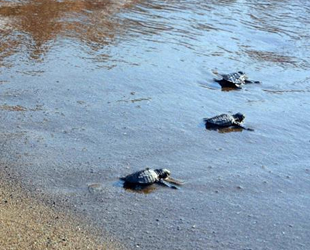 DEKAMER, caretta carettaların neslinin devamı için seferber oldu