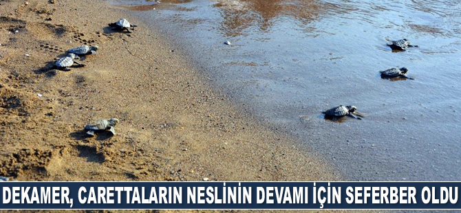 DEKAMER, caretta carettaların neslinin devamı için seferber oldu