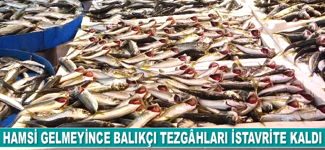 Hamsi gelmeyince balıkçı tezgâhları istavrite kaldı