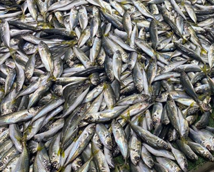 İstavrit bolluğu, balıkçıların yüzünü güldürdü