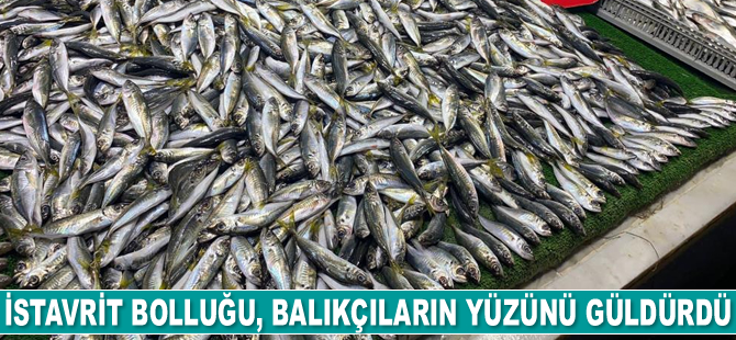 İstavrit bolluğu, balıkçıların yüzünü güldürdü