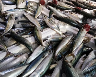 Tezgahlarda istavrit ve kolyoz bolluğu yaşanıyor