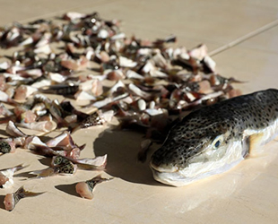 Alanya’da balon balığı alımları başladı