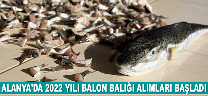 Alanya’da balon balığı alımları başladı