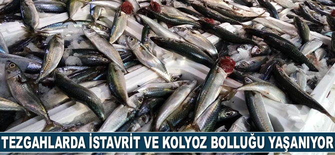 Tezgahlarda istavrit ve kolyoz bolluğu yaşanıyor