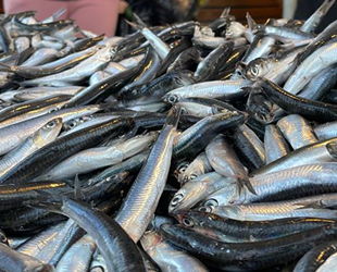 Karadeniz’de bu sezon hamsi yüz güldürdü