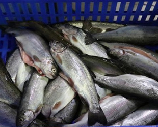 Denizli’de yetiştirilen alabalıklar 81 ülkeye ihraç ediliyor