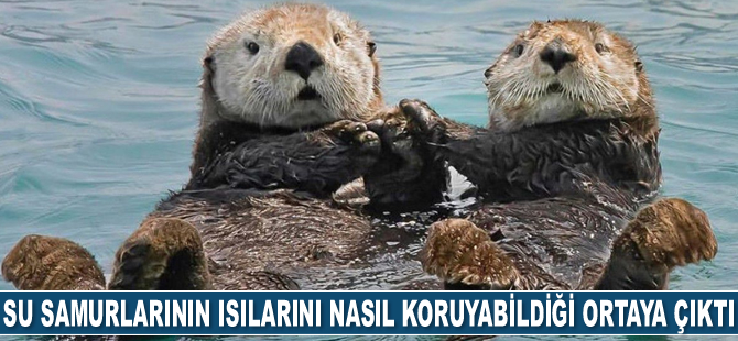 Su samurlarının soğuk denizlerde ısılarını nasıl koruyabildiği ortaya çıktı