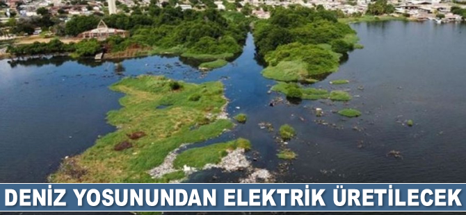 Deniz yosunundan elektrik akımı elde edilen bir yöntem geliştirildi