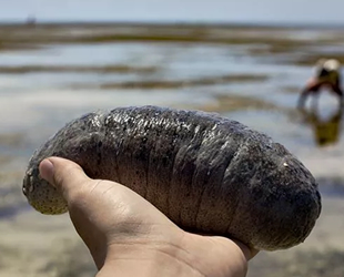 Sürdürülebilir balıkçılık için 'deniz hıyarı' önerisi geldi