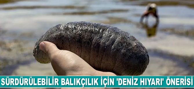 Sürdürülebilir balıkçılık için 'deniz hıyarı' önerisi geldi