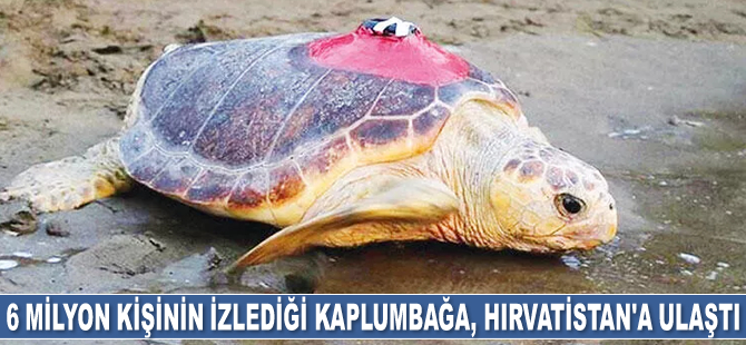 6 milyon kişinin izlediği kaplumbağa Tuba, Hırvatistan'a ulaştı