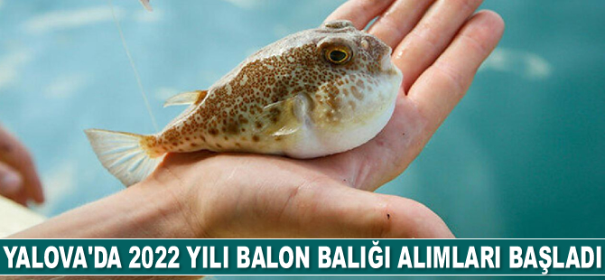 Yalova’da balon balığı alımları başladı