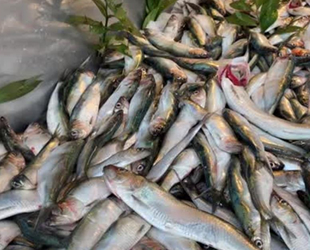 Tirsi balığı, ucuz fiyatı ve lezzetiyle tezgahları süslüyor