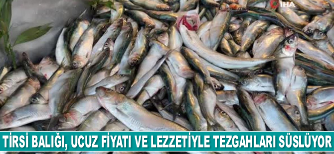Tirsi balığı, ucuz fiyatı ve lezzetiyle tezgahları süslüyor