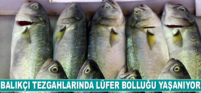 Balıkçı tezgahlarında lüfer bolluğu yaşanıyor