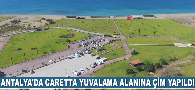 Antalya'da caretta caretta yuvalama alanına çim yapıldı