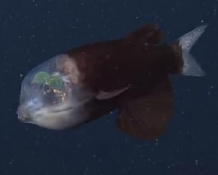 ABD'de dünyanın en ilginç deniz canlılarından şeffaf kafalı balık görüntülendi