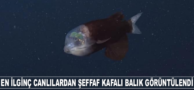 ABD'de dünyanın en ilginç deniz canlılarından şeffaf kafalı balık görüntülendi