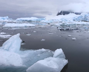 Antarktika'ya gemilerle ulaşan işgalci türler deniz ekosistemini tehdit ediyor