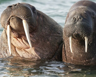 Deniz aygırlarının nesli tehlike altına girdi