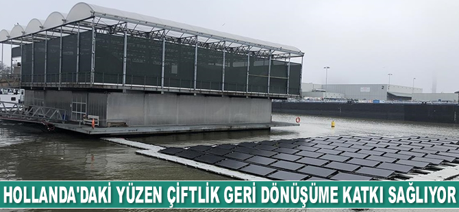 Hollanda'daki yüzen çiftlik geri dönüşüme katkı sağlıyor