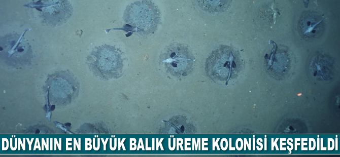 Antarktika'da dünyanın en büyük balık üreme kolonisi keşfedildi