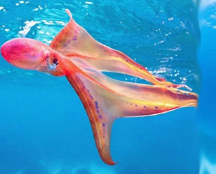 Büyük Set Resifi'nde battaniye ahtapotu görüldü