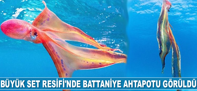 Büyük Set Resifi'nde battaniye ahtapotu görüldü