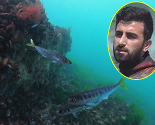 Dalgıç İsa Şahintürk, İstanbul’un hasta balıklarını görüntüledi