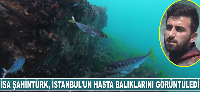 Dalgıç İsa Şahintürk, İstanbul’un hasta balıklarını görüntüledi