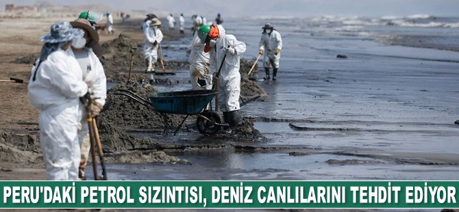 Peru'daki petrol sızıntısı, deniz canlılarını tehdit ediyor
