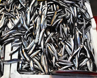 Balık tezgahlarında hamsi bolluğu yaşanıyor