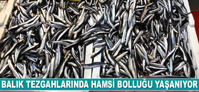 Balık tezgahlarında hamsi bolluğu yaşanıyor