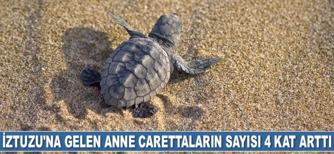 İztuzu'na gelen anne carettaların sayısı 4 kat arttı