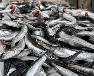 Kar yağışı sonrası hamsi, Karadeniz'e geri döndü