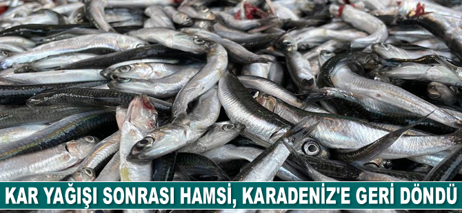 Kar yağışı sonrası hamsi, Karadeniz'e geri döndü