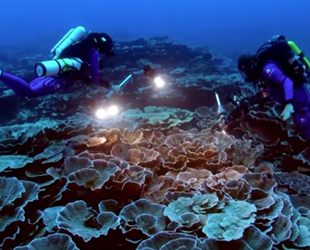 Tahiti açıklarında bozulmamış mercan resifi keşfedildi
