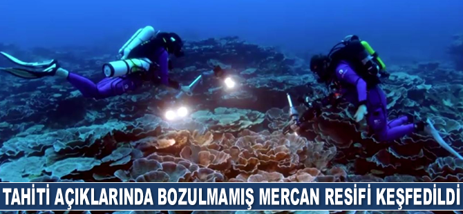 Tahiti açıklarında bozulmamış mercan resifi keşfedildi