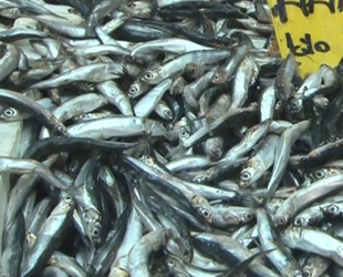 Kar bereketiyle geldi, hamsi fiyatları düştü
