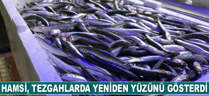 Hamsi, tezgahlarda yeniden yüzünü gösterdi