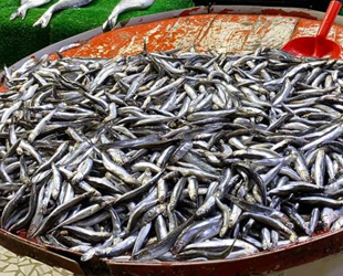 Hamsi, aylar sonra balıkçıların yüzünü güldürdü