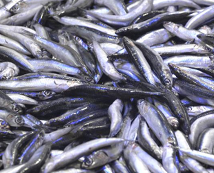 Karadeniz’de hamsi bereketi yaşanıyor